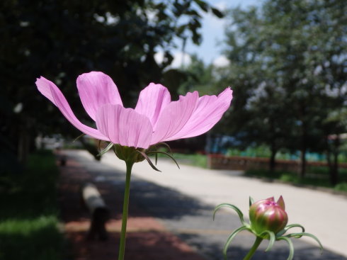 北京诚敬仁通州小院夏日即景