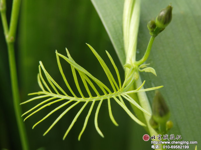 虽是深秋，不知名的花草依然彰显出生命的顽强。