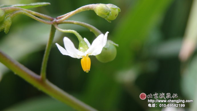 莫嫌老圃秋容淡，犹有黄花晚节香。