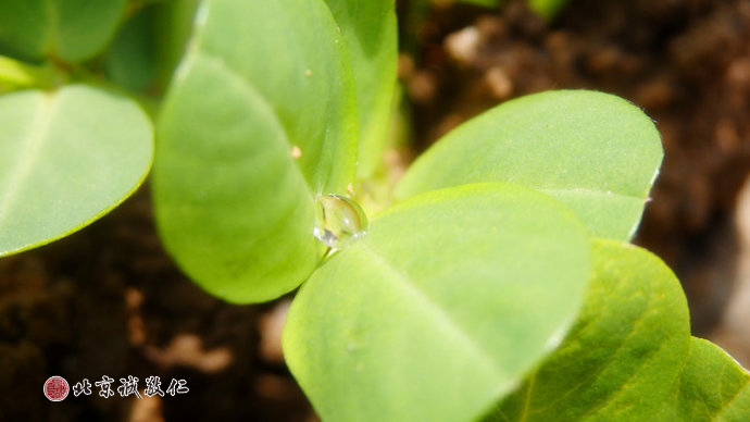 小小嫩芽含藏洁净的凝珠，